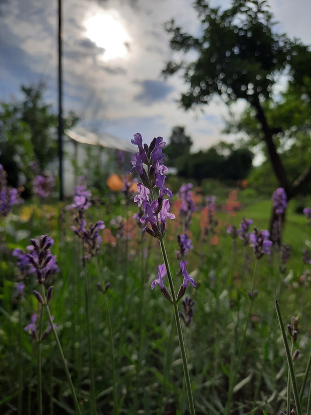 Popołudnia sielanka