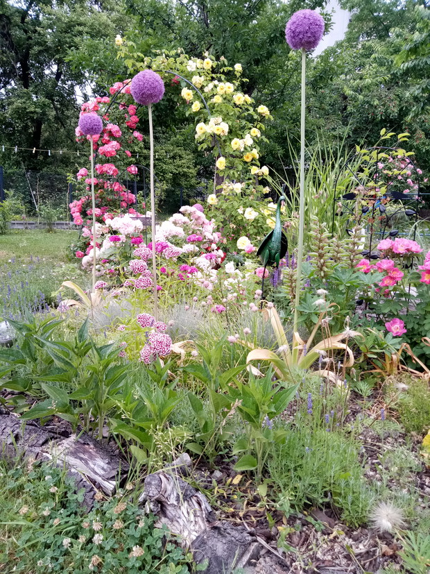 Rabata rozano-bylinowa