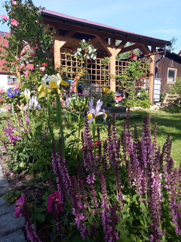 Rabata z różami, szalwiami i irusami