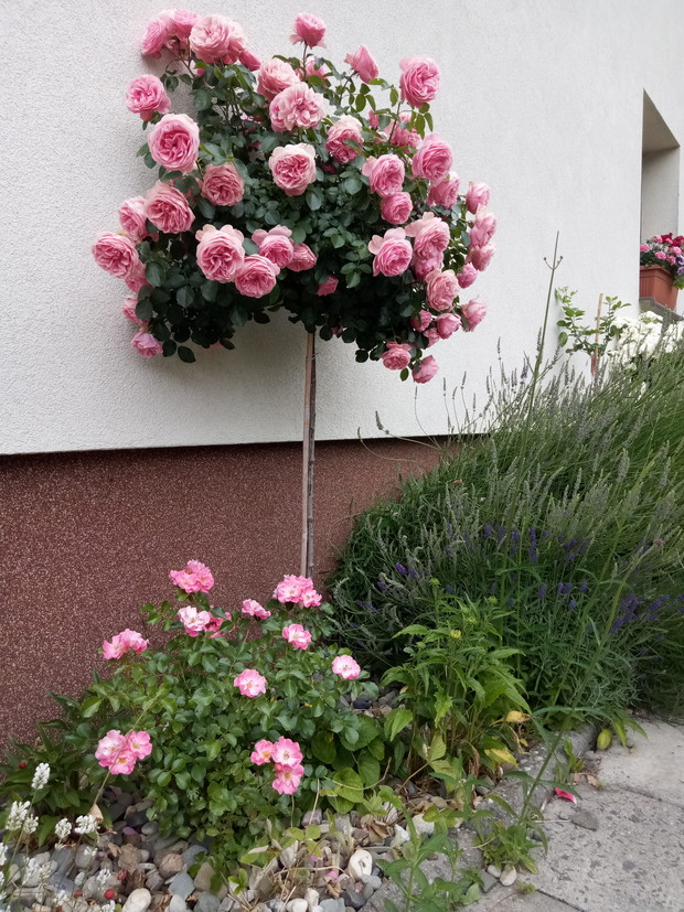 Róża pienną tym razem bez ADRu Leonardo da Vinci