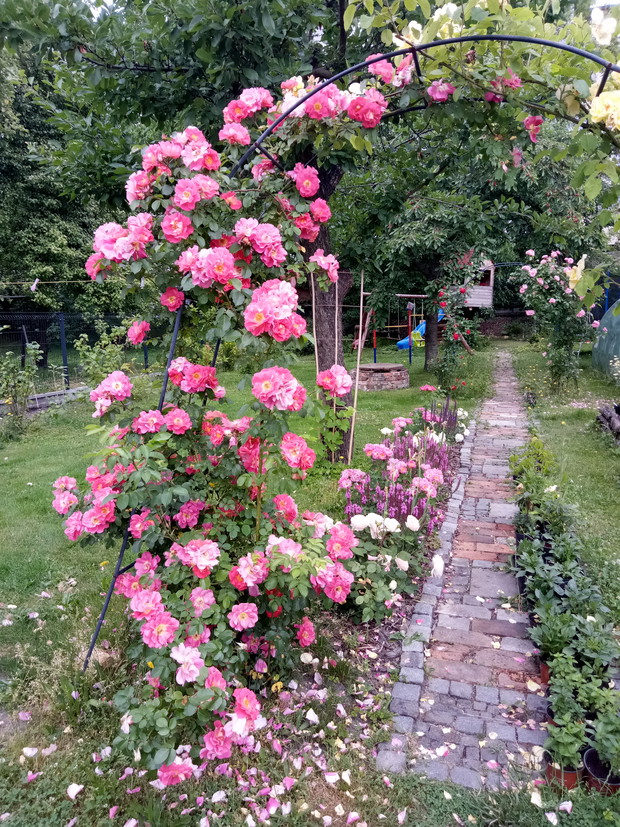 Róża pnąca Bajazzo z ADRem