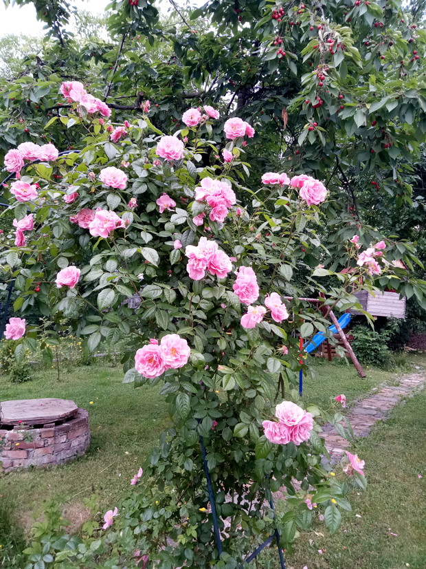 Róża pnaca Jaśmin z ADRem