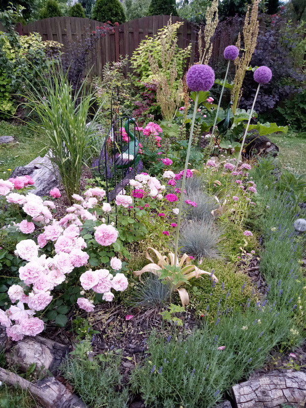 Róża Rosarium Ueyersens i czosnki ozdobne wraz z goździkami brodatymi
