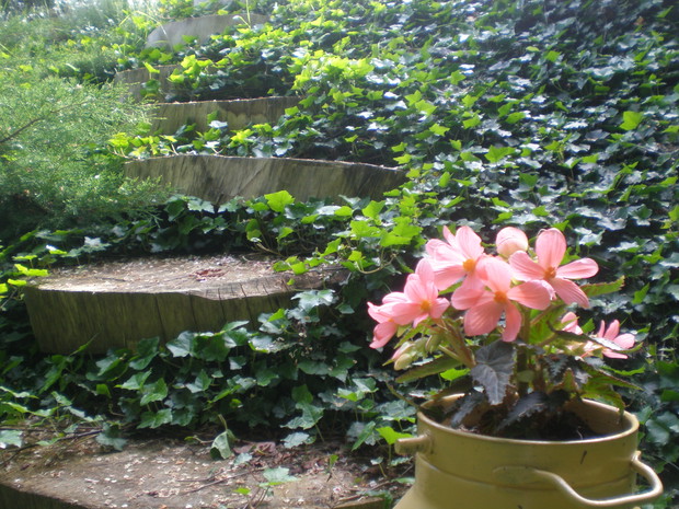 Schody ukryte w bluszczu