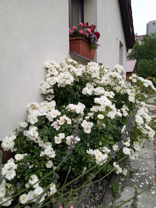 Śnieżna piekność Schneekoeniginz ADRem