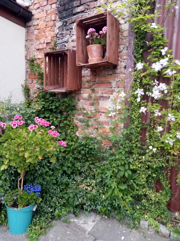 Stary mur i blaszana ściana obrastające w powojników, pnąca hortensje itp