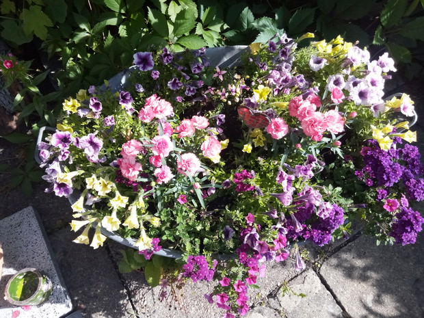 Wanna cynkowa pełna różnorakich surfini,werben i gozdzikow