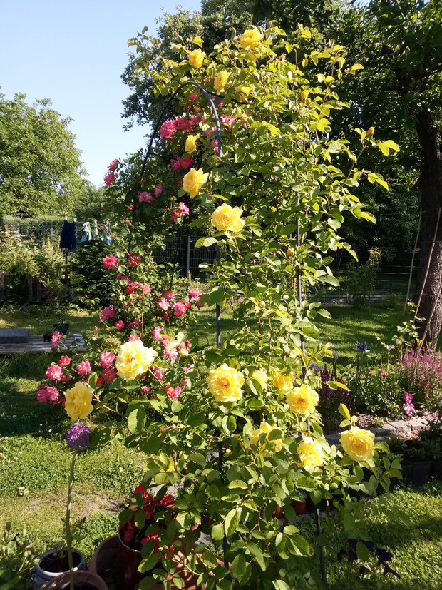 Żółta pachnaca Róża pnąca Golden Gate z ADRemn Hate