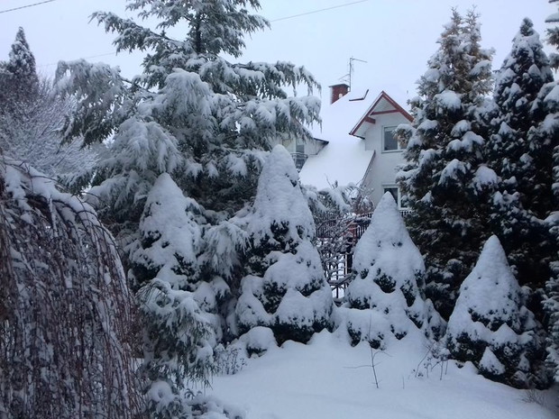 Białe stożki świerka