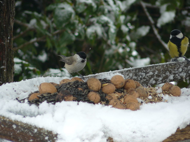 Dokarmianie ptaszkow