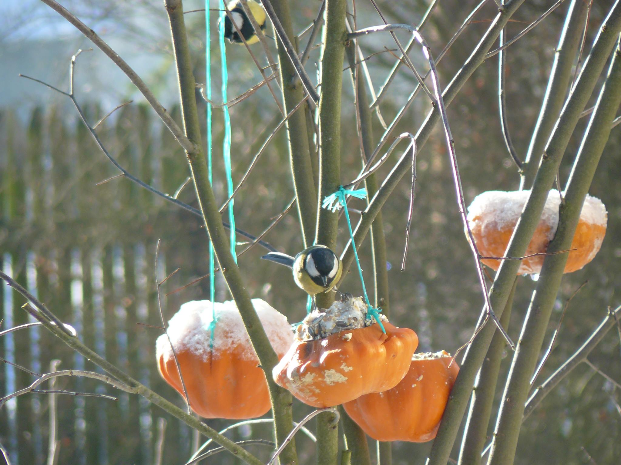 Dokarminaie ptaszków..