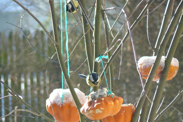 Dokarminaie ptaszków..