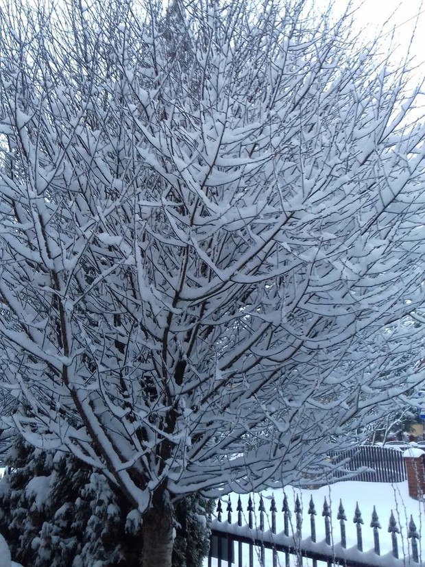 Drzewa liściaste zdobią ogród zimą