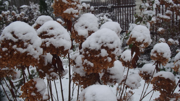 Hortensje pod śnieźną pierzynką
