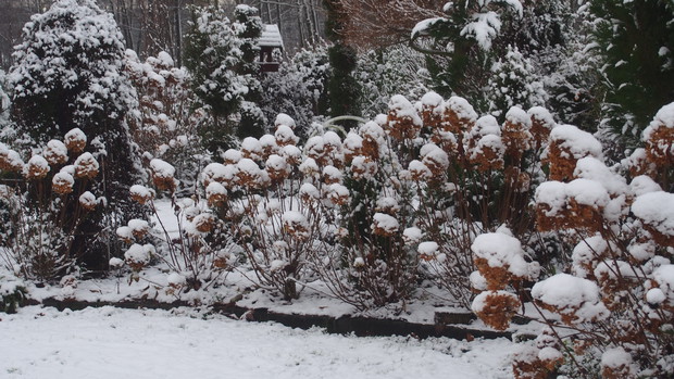 Hortensje w zimowej odsłonie