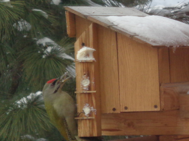 I niespotykany zielony dzięcioł.