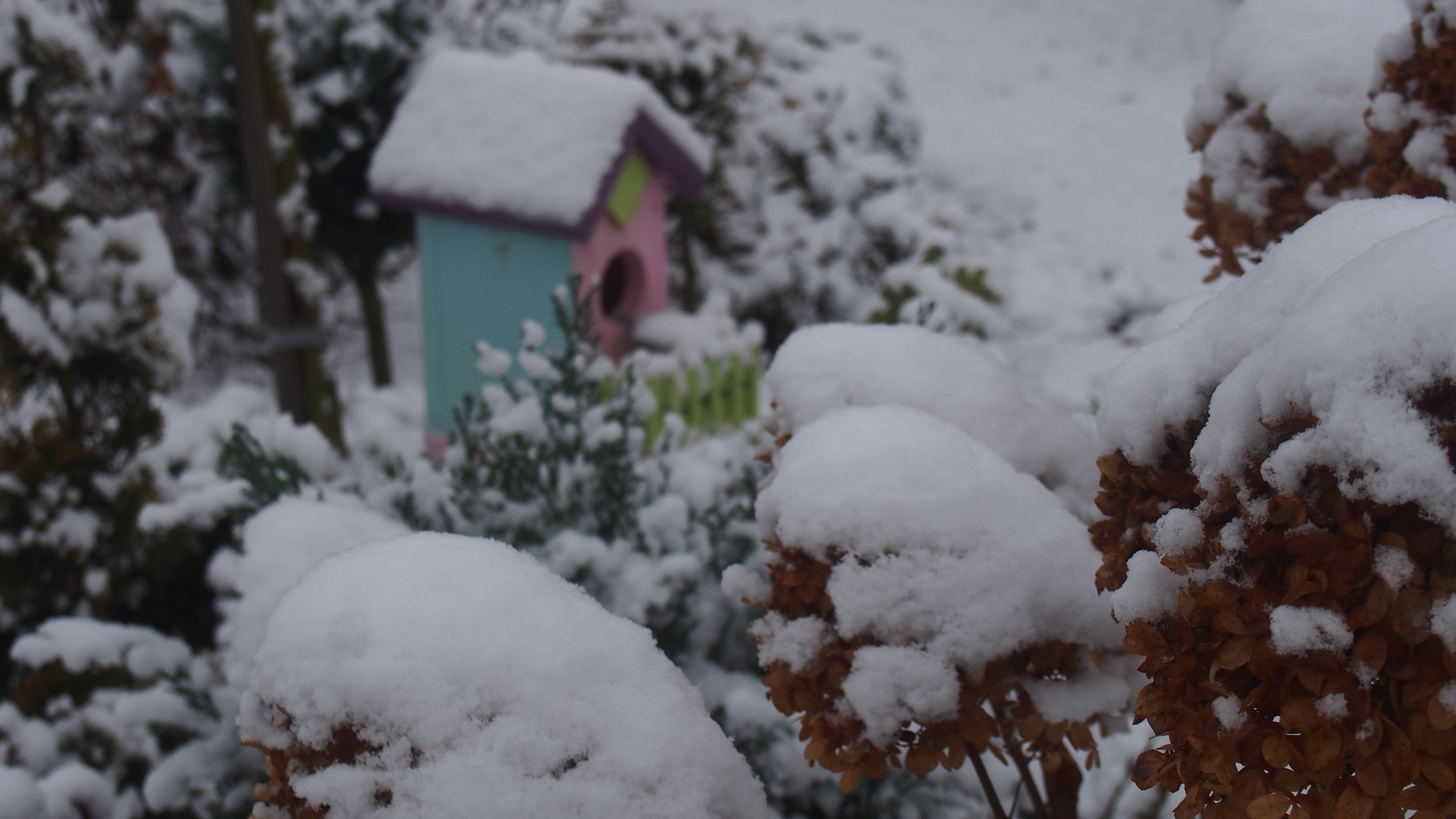Kolorowe budki ożywiają ogród zimą