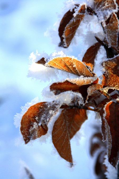 Liście buka pod śniegiem...