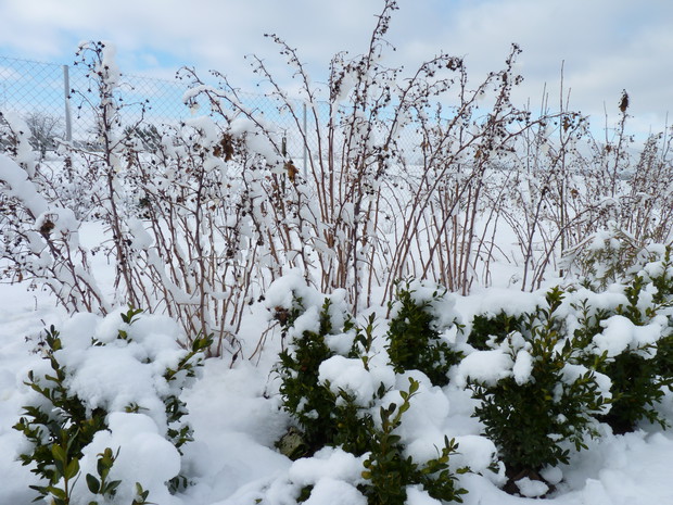Maliny pod śniegiem