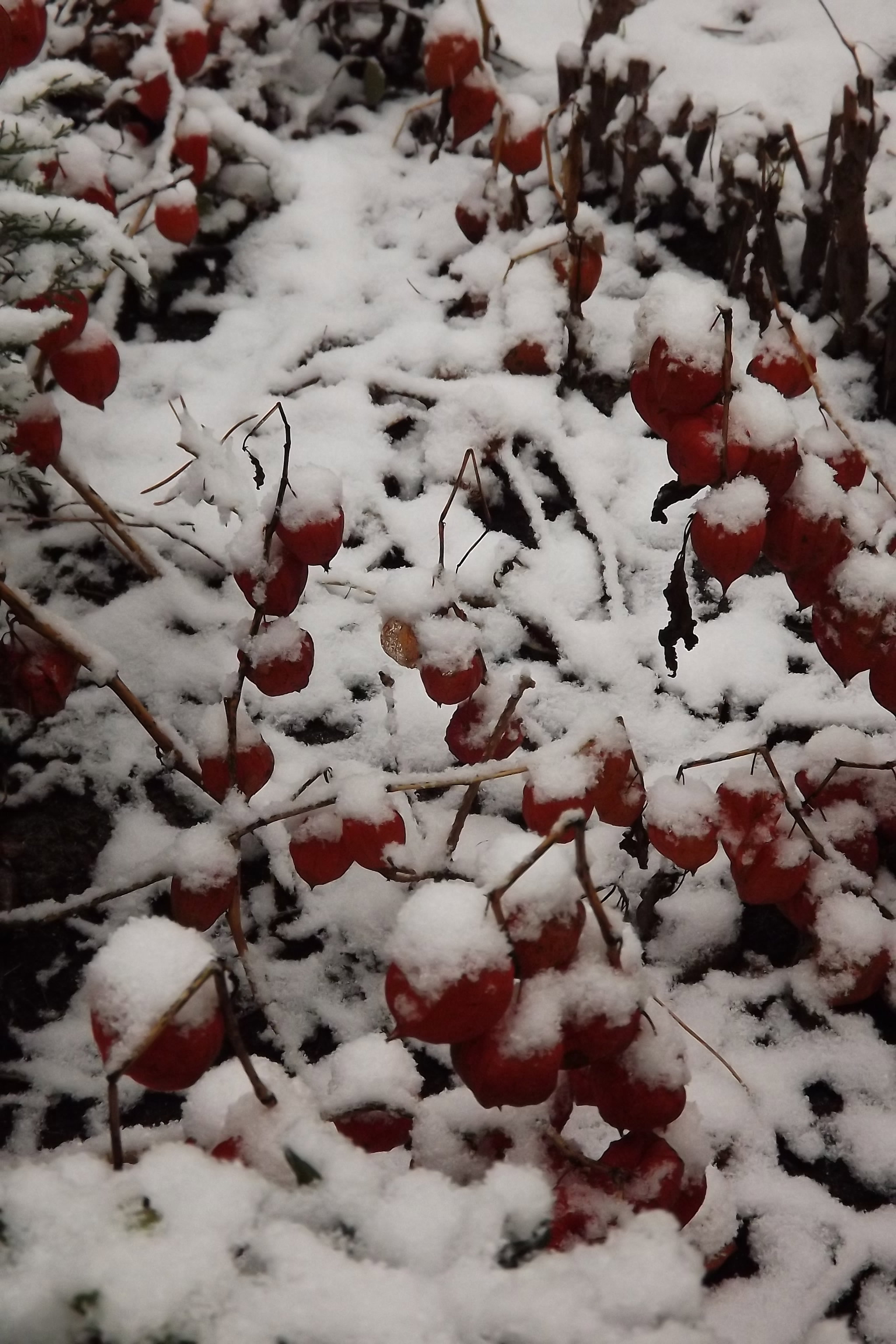Miechunka pod śniegiem.