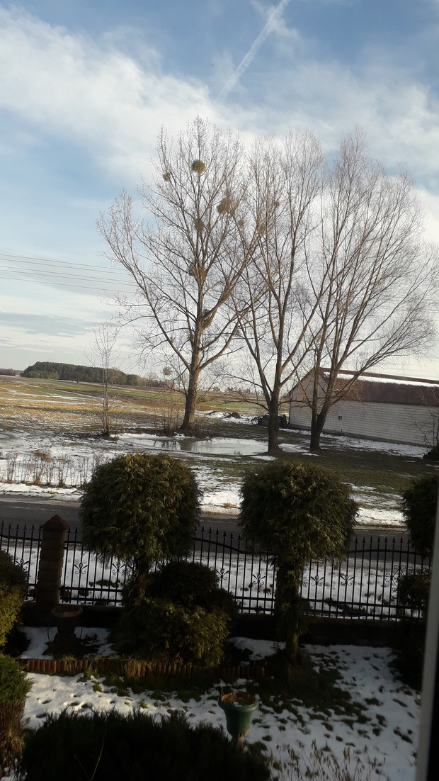 Moj ogród zimą zachwyca