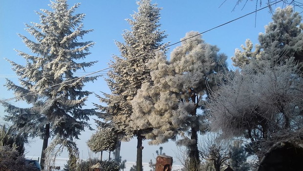 Mrozny poranek zdobi ogród.