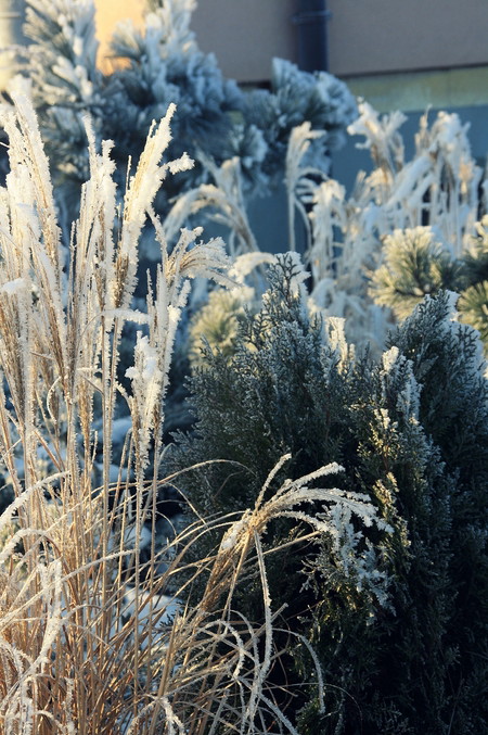 Najukochańsze trawy ozdobne!