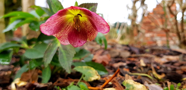 Ogród w zimowych miesiącach