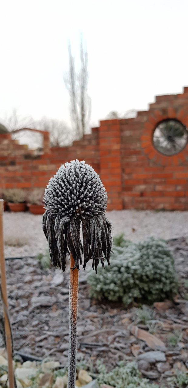 ogród w zimowych miesiącach