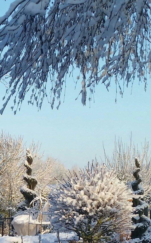 Ogród w zimowych miesiącach