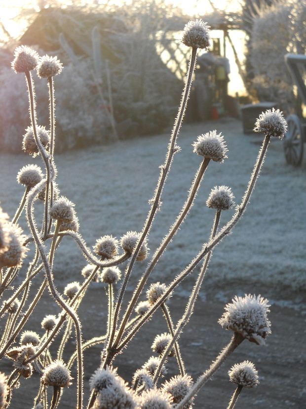 Oszroniałe przekwitłe kwiatostany.