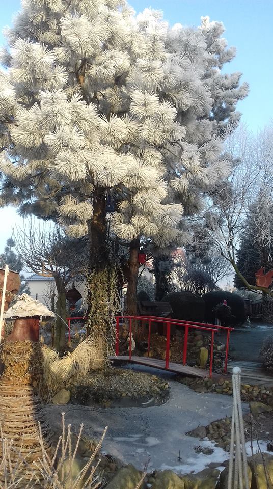 Piekno zimowego czasu wokół oczka.