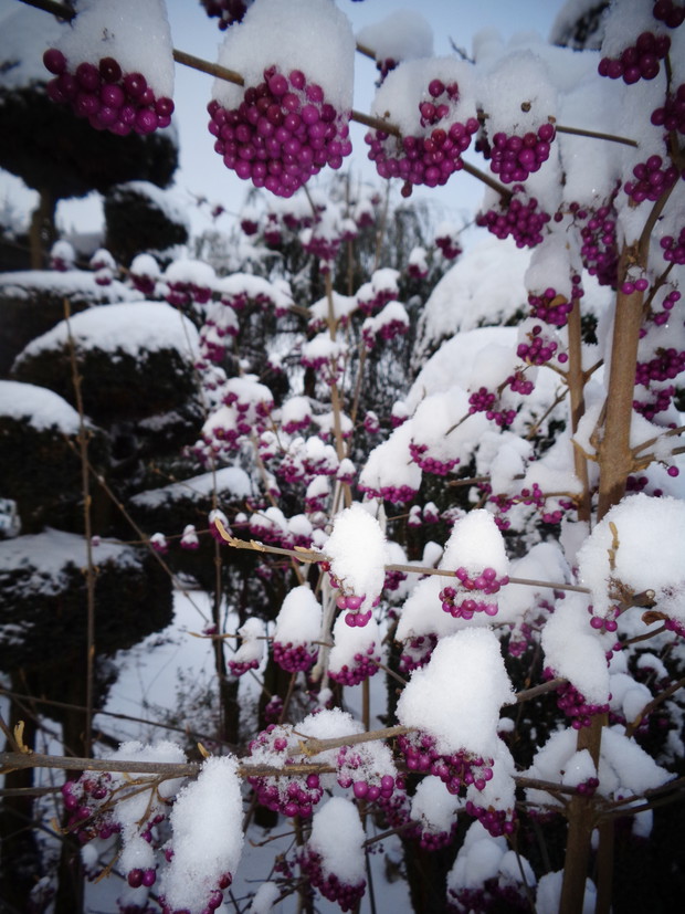 Pięknotka w zimowej czapeczce.
