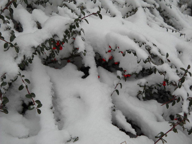 Pod warstwą białego puchu.