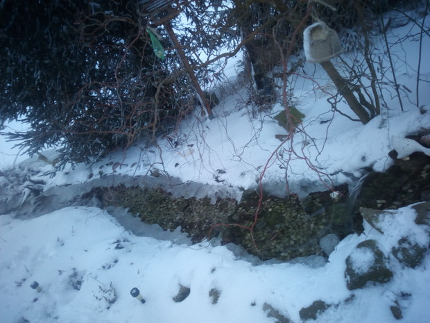 Rzeczka przy stawku.