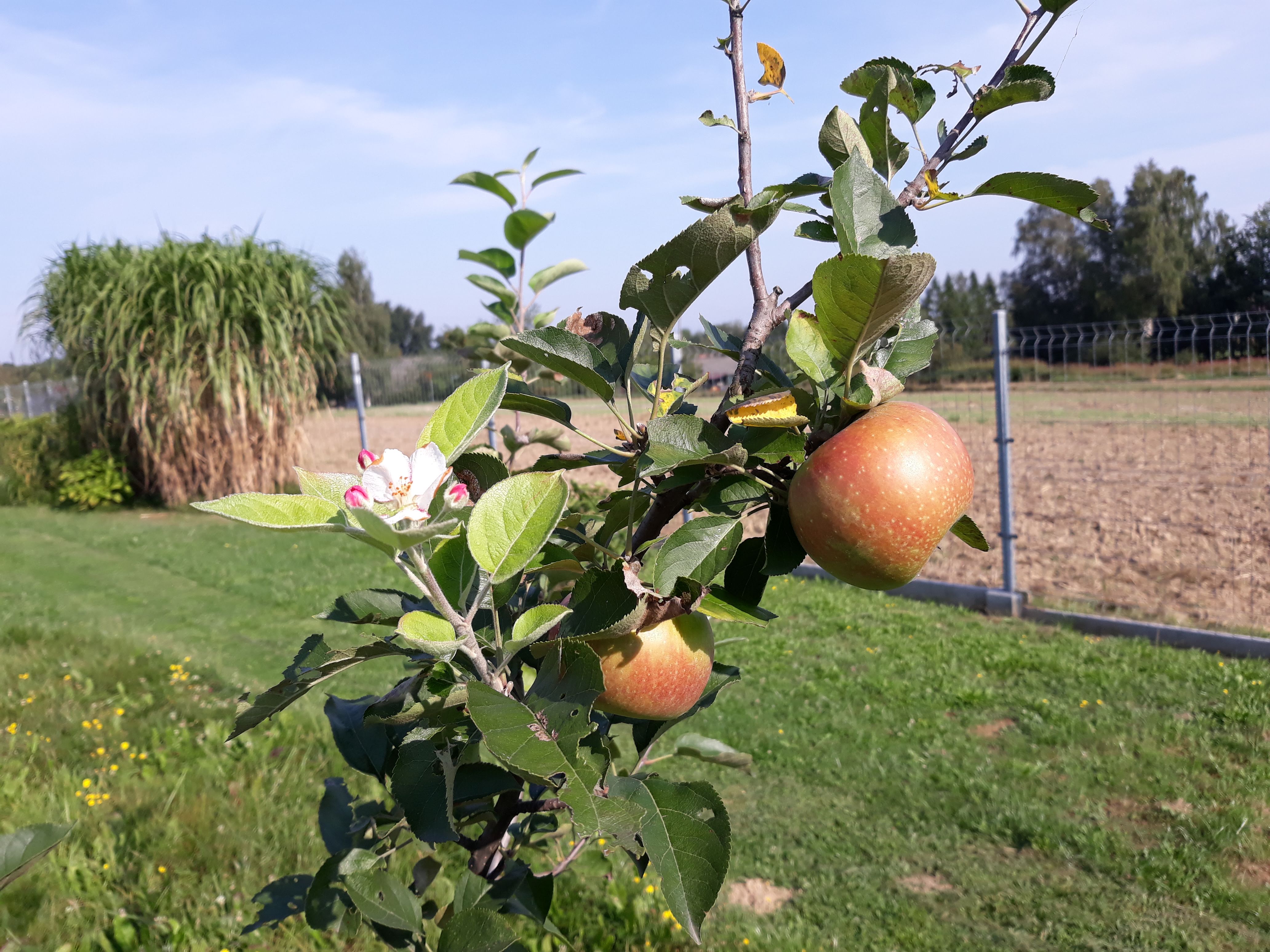 Sierpniowa jabłonka