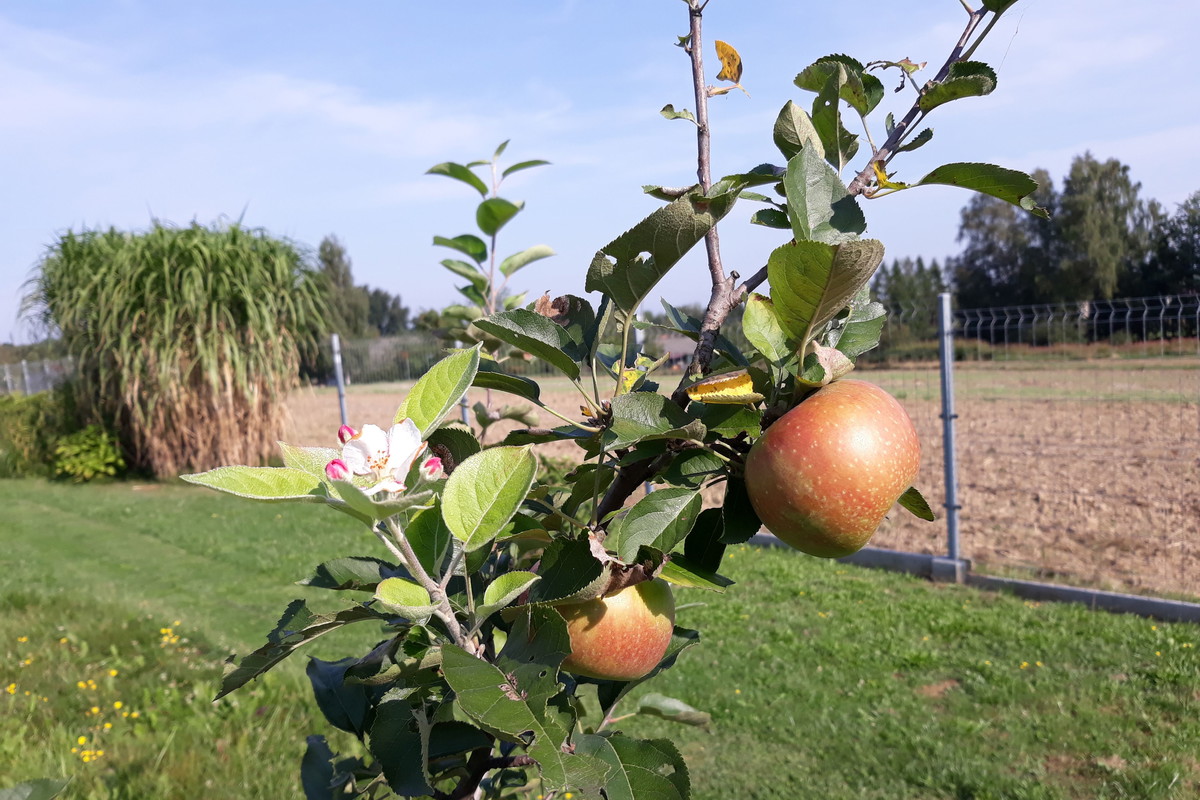 Sierpniowa jabłonka