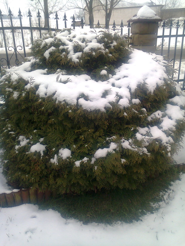 Śnieżny puch okrył wszystko