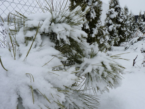 Sosna żółta i tuje