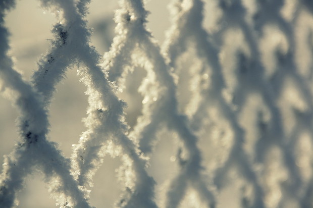 Szadź na siatce ogrodzeniowej...