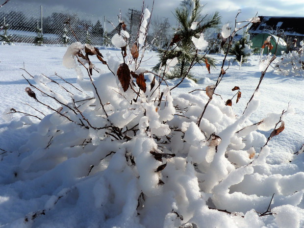 Tawuła japońska pod śniegiem