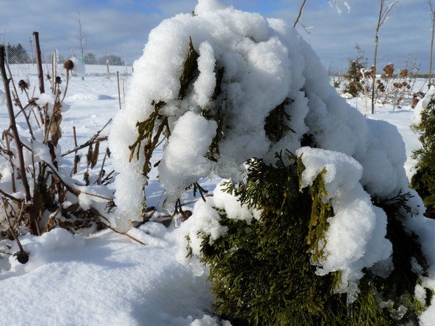 Tuja w śnieżnym stroju