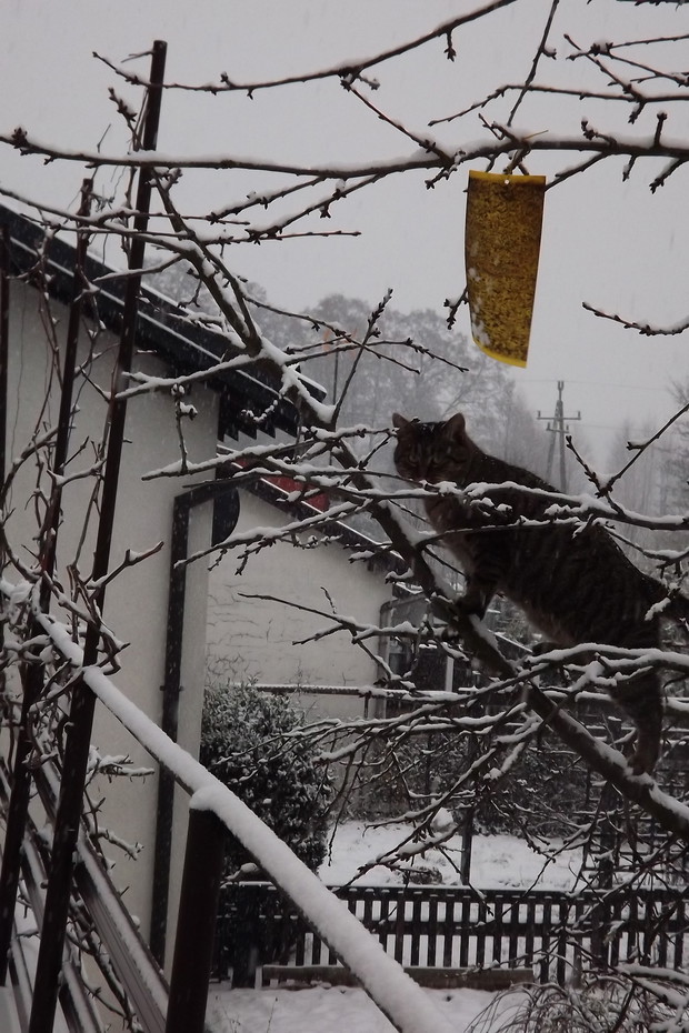 Wlazł kotek na czereśnię.