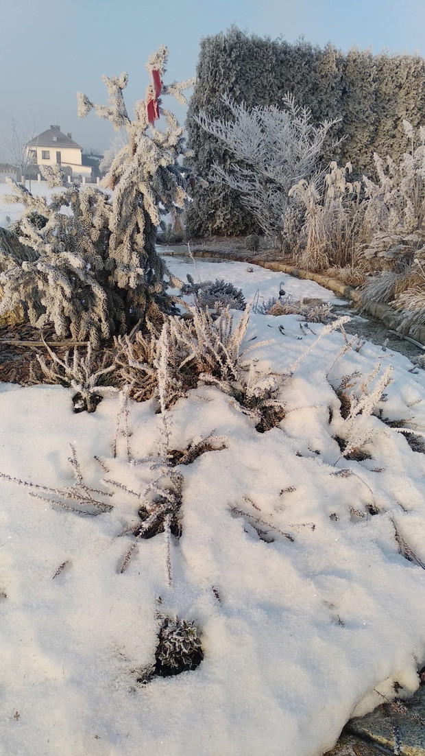 Wrzosowisko pod pierzynką...