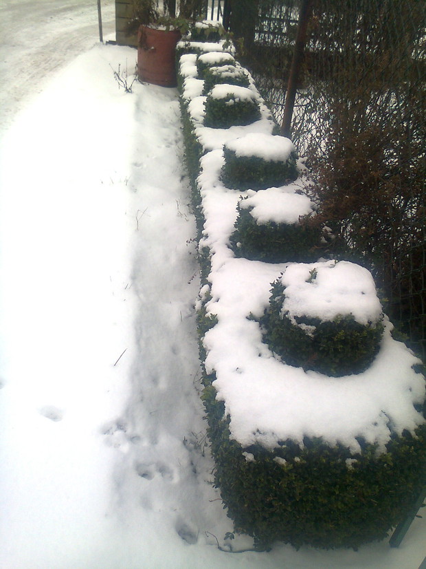 Zima okrywa rośliny