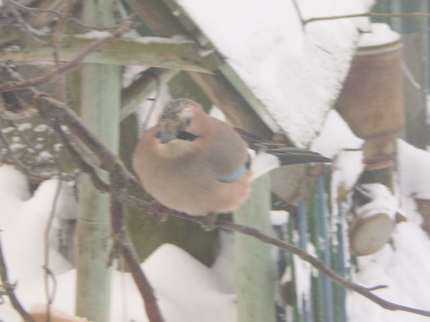 Zimą ptaki chętnie odwiedzają mój ogród