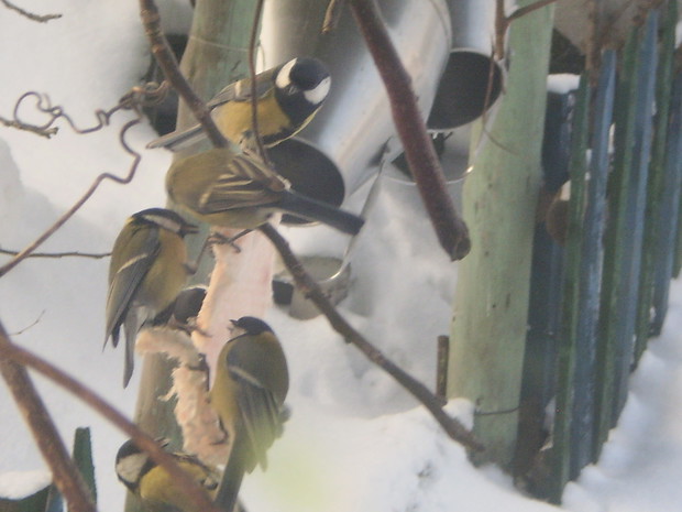 Zimą ptaki są piekniejsze