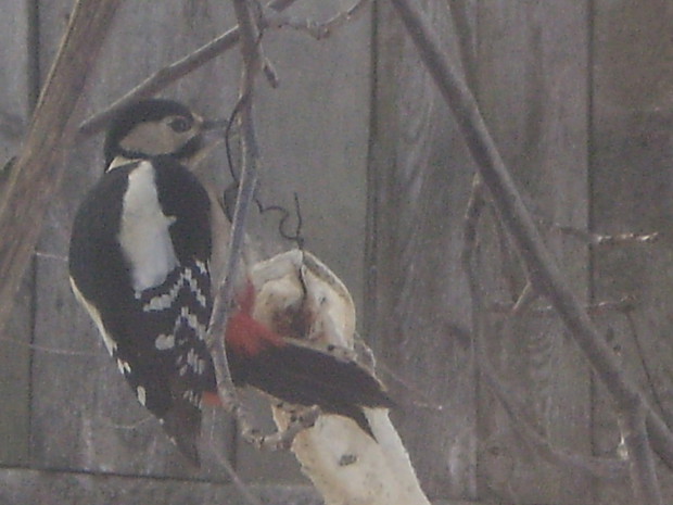 Zimowy krajobraz ozdabiaja przeróżne ptaki