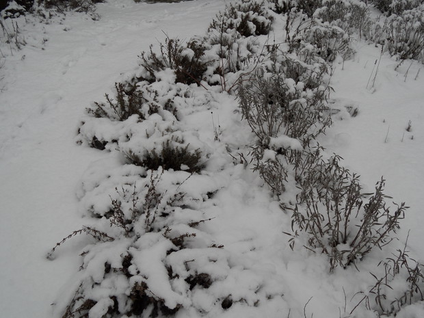 Zioła- hyzop i szałwia