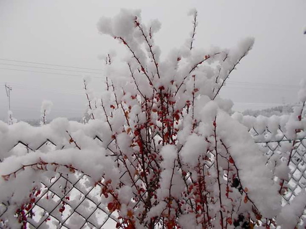 Barwy biało czerwone